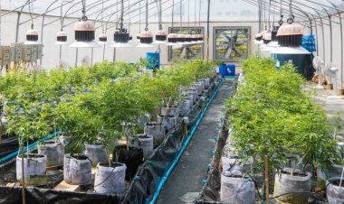 กัญชาความหวังคนไทยต่อยอดธุรกิจสร้างรายได้-กระตุ้นเศรษฐกิจฐานราก