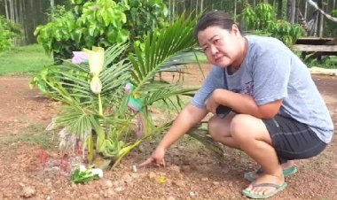 ฮือฮาก่อนหวยออกเลขเด่นต้นมะพร้าวพญานาค (ชมคลิป)