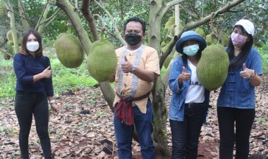 โคราชเตรียมจัดงานเทศกาลขนุนโลก 21 พ.ค.กระตุ้นราคา ยกระดับสินค้า (มีคลิป)