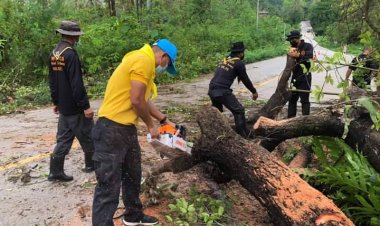 ฝนกระหน่ำลมกรรโชกแรงโค่นต้นไม้ล้มขวางถนนสายแม่สอด-แม่สะเรียง