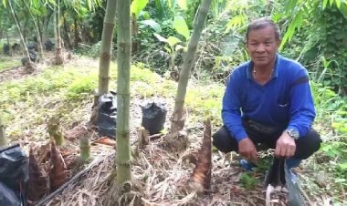 เกษตรกรปราจีนบุรีเศร้า!หน่อไม้ไผ่ตงราคาตกเหลือ13บาท/กก.(ชมคลิป)