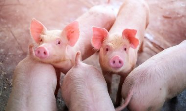 “กลไกตลาด” สมดุลราคาที่เป็นธรรม สินค้าขึ้นได้-ลงได้ ต้องใช้เวลาแทนขวัญ มั่นธรรมะ