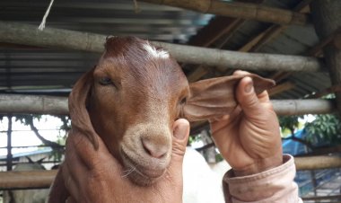 แปลก!!เจ้ากล้วยหอมหูสั้นข้างยาวข้าง (แพะ) เชื่อให้คุณโชคลาภ