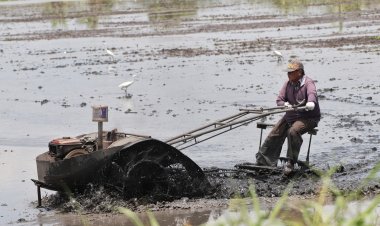 ฝนตกต่อเนื่องชาวนาเมืองปทุมฯคึกปรับพื้นเตรียมลงมือหวานข้าว