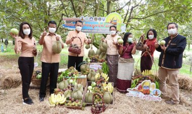 ศรีสะเกษเตรียมจัดงานเทศกาลทุเรียนดินภูเขาไฟ 9-15 มิ.ย.(มีคลิป)