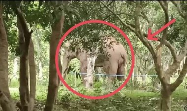 ชาวบ้านทุ่งแฝกเมืองปราจีนฯผวาช้างป่าทับลานบุกสวนขนุนทุกวัน (มีคลิป)