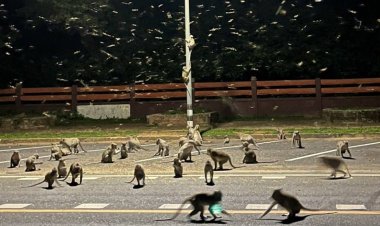 ผวาฝีดาษลิง!นทท.หดหาย ฝูงวานรแสมกว่า3พันตัวหิวโซต้องกินแมงเมา(ชมคลิป)