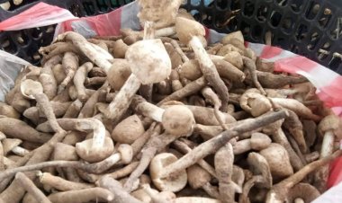 เตือนอันตรายจากเห็ดพิษช่วงหน้าฝนแนะเลี่ยงทานเห็ดไม่รู้จัก