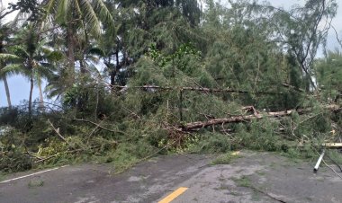 ระทึก!6ชีวิตรอดเฉียดฉิวลมฝนซัดโค่นต้นสนยักษ์ล้มฟาดรถเก๋ง (ชมคลิป)
