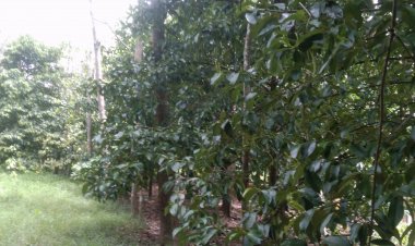 ชาวสวนยาง-ผลไม้ สงขลาโอด"ปุ่ย"พุ่ง 1,500 จาก 900 บาท / กระสอบ