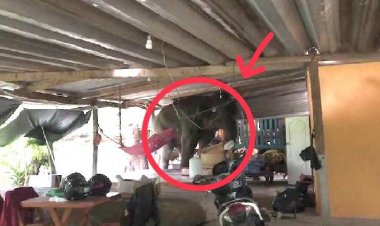 ระทึกทั้งหมู่บ้าน!ช้างป่าทับลานหิวจัดบุกปล้นข้าวในครัวฉกข้าวกิน (มีคลิป)