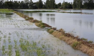 ชาวนาโนนไทย-โนนสูงระทม!น้ำลำมูลล้นตลิ่งเข้าท่วมนาข้าวเพิ่งหว่าน (ชมคลิป)