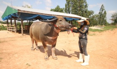 จากอาชีพ'ดีเจ'เรียนรู้พัฒนาจนเป็นเจ้าของ'กุ้งนางฟาร์ม'ควาย-วัวงาม เมืองพญาแล