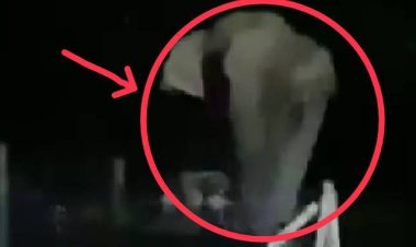 ชาวนาดีผวาหนัก! ช้างป่าทับลานหิวโซลงเขาบุกบ้านยกถังขยะค้นอาหารหากิน