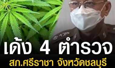 เด้ง 4 ตำรวจ สภ.ศรีราชา เซ่นผลงานจับสาวใหญ่ปลูกกัญชาต้นเดียว
