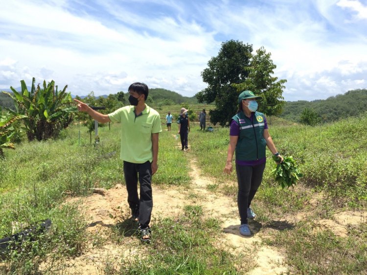 เกษตรอำเภอเบตงลงพื้นที่ดูการออกดอกติดผลของทุเรียน มังคุด เงาะ ลองกอง