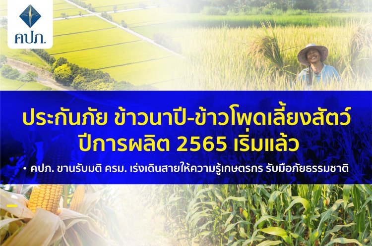 เริ่มแล้ว!ประกันภัยข้าวนาปี-ข้าวโพดเลี้ยงสัตว์ ปีการผลิต 2565