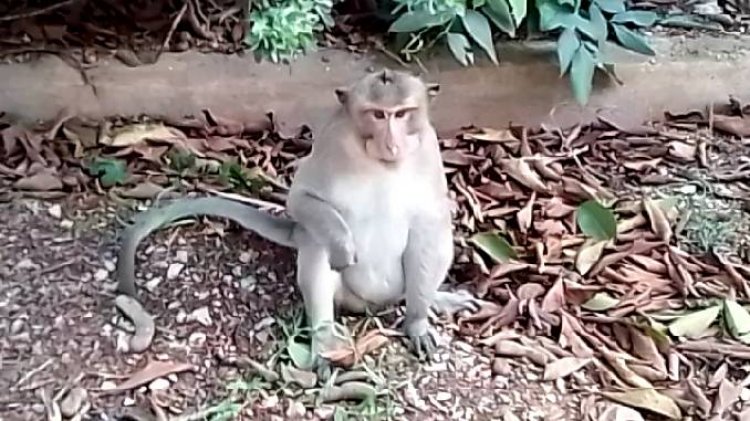ชาวบ้านใกล้ๆลิงแสม หวั่นโรคฝีดาษลิง Monkeypox