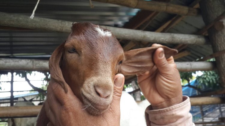 แปลก!!เจ้ากล้วยหอมหูสั้นข้างยาวข้าง (แพะ) เชื่อให้คุณโชคลาภ