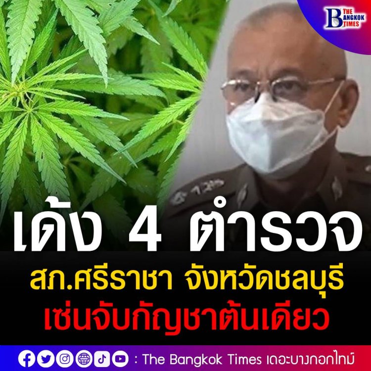 เด้ง 4 ตำรวจ สภ.ศรีราชา เซ่นผลงานจับสาวใหญ่ปลูกกัญชาต้นเดียว