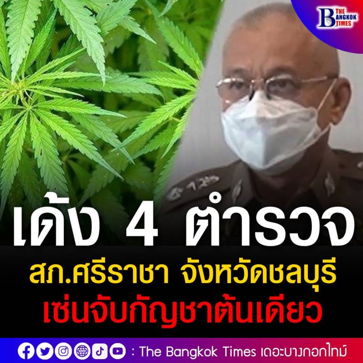 เด้ง 4 ตำรวจ สภ.ศรีราชา เซ่นผลงานจับสาวใหญ่ปลูกกัญชาต้นเดียว