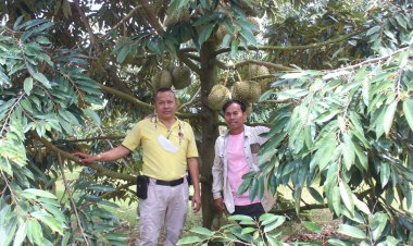 ทุเรียนครบุรี โคราช ฟีเวอร์..แห่จองยกต้นถึงสวนแล้วกว่าครึ่ง