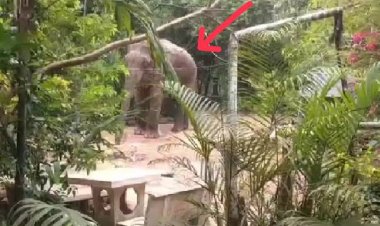 ผวายกหมู่บ้าน!ช้างป่าทับลานอันตพาลบุกตื๊บลุงสลบคาสวน