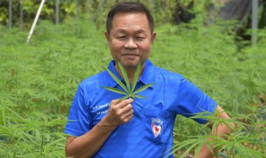 ปลดล็อคกัญชา! สส.ปราจีนฯ  ดร.สฤษดิ์ เดินหน้า "ปลูกกัญชาเสรี "(มีคลิป)