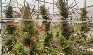 How to ปลูก-ใช้กัญชา ในครัวเรือน เริ่มให้จดแจ้ง  ผ่านแอป อย.