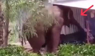 โมโหหิว!พังช้างป่าทับลานบุกบ้านพักคนงานในสำนักสงฆ์รื้อสิ่งของหากิน (ชมคลิป)