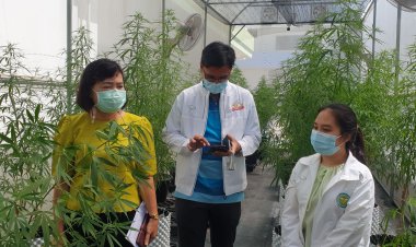 งง.. ปลดล็อกกัญชา วันแรกขอญาตปลูก Application ล่ม