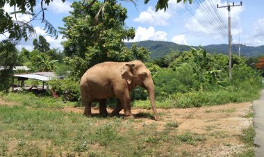 ช้างป่า สีดอแก้ว หลุดจากสถานกักกัน เข้ามาในชุมชน ชาวบ้านหนีอลหม่าน