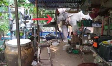 ผวายกหมู่บ้าน!ช้างป่าสีดอกทับลานบุกครัวเรือนพังรั้วบ้านหาของกิน