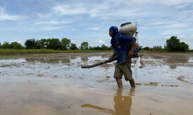 เกษตรกรขอนแก่นเร่งหว่านข้าวนาปี ส่วนใหญ่ปลูกข้าวหอมมะลิ