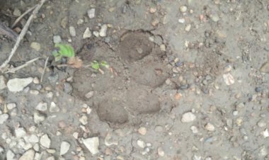 ขณะขายของอยู่ตลาด เปิดมือถือดูวงจรปิด ถึงกับผงะ เห็นหมีตัวดำทะมึน มายืนเกาะที่หน้าต่างบ้าน