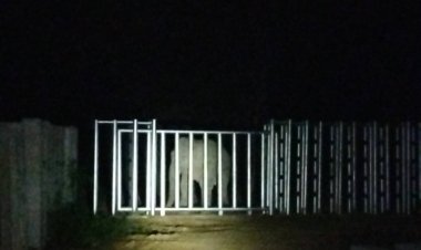 ช้างป่าสีดอแก้วสุดน่ารัก ไม่ดื้อ เดินเข้าสถานกักกันอย่างเรียบร้อย