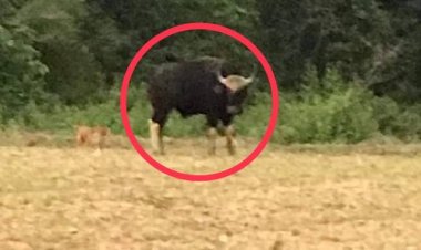 ขวัญใจชาวบ้าน!แห่ดูกระทิงป่าหลงฝูงจากอุทยานฯทับลาน