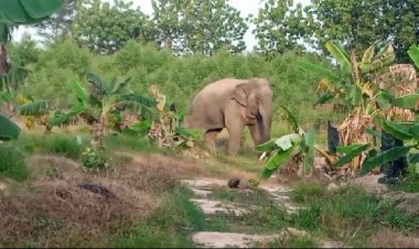 แม่ทัพน้อยที่1/รอง ผอ.กอ.รมน.ภาค1  ชมแผนผลักดันช้างป่า