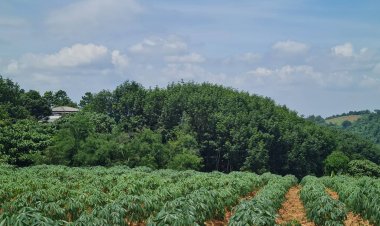 นอภ.วังน้ำเขียวจี้รีสอร์ทเตือนลูกค้าห้ามถ่ายคลิปโป้ ผิดกม.-พรบ.คอมฯ