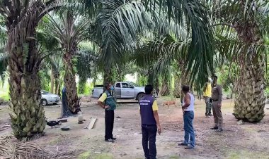 ปาล์มน้ำมันแพง!โจรอาละวาดลักแทงผลปาล์มเกษตรกรเดือดร้อนหนัก