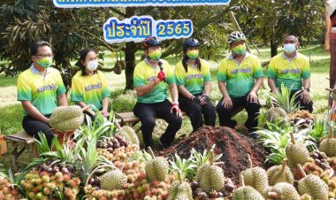 กันทรลักษ์ ถิ่นทุเรียนคุณภาพดี เตรียมจัดงานเทศกาลผลไม้ของดีกันทนลักษ์(ชมคลิป)
