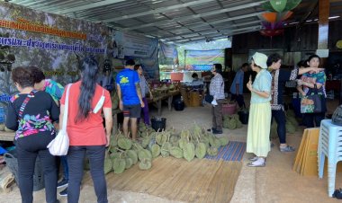 เจ้าเมืองศรีสะเกษต้อนรับนทท.เยี่ยมชมสวนทุเรียนภูเขาไฟศรีสะเกษที่กันทรลักษ์-ขุนหาญ