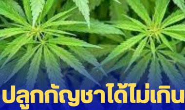 กมธ.ร่างพรบ.กัญชาฯ เคาะให้ปลูกกัญชาได้บ้านละไม่เกิน 10 ต้น