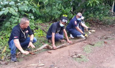 คุณตาวัย 71 ปี ผวาหนัก!!เหลือมยักษ์ย่องเขมือบแมวทุกคืน