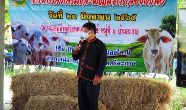 เทศบาลตำบลหนองใหญ่ เปิดโครงการส่งเสริมการเลี้ยงโคเนื้อ