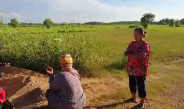 ชาวนากบินทร์บุรีระทมปลูกข้าวกำลังโต ฝนทิ้งช่วงข้าวในนายืนต้นตาย