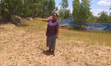 เกษตรกรอำนาจเจริญระทมฝนทิ้งช่วงนับเดือนนาข้าวกว่าหมื่นไร่ยืนต้นตาย