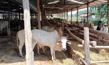 ตลาดส่งออกวัวภาคใต้คึกคักยอดพุ่งขึ้น 3 เท่า-มาเลเซียสั่งซื้อ 1 แสนตัว/ปี