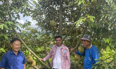 “ผู้ใหญ่หมี แม่สอด”ช่วยโปรโมท ทุเรียนหลงลับแลเมืองพบพระ-บูมเที่ยวเชิงเกษตร