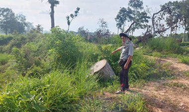 ชาวอำนาจเจริญร้องนายทุนลอบตัดไม้ยักษ์รอบห้วยสาธารณะกว่า 250 ต้นคดีไม้คืบ